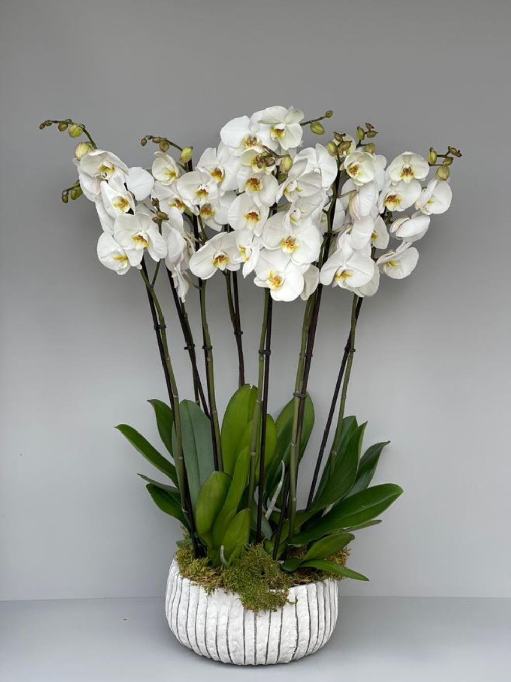 Premium Beyaz Orkide 